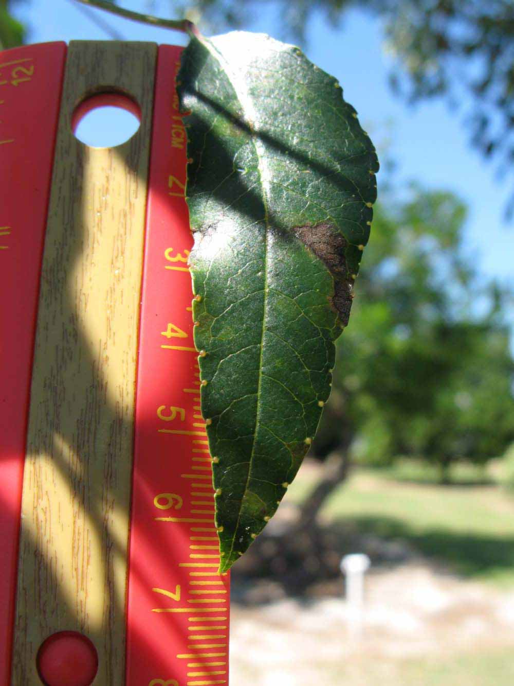                Leaflet (Winter Haven, FL)       